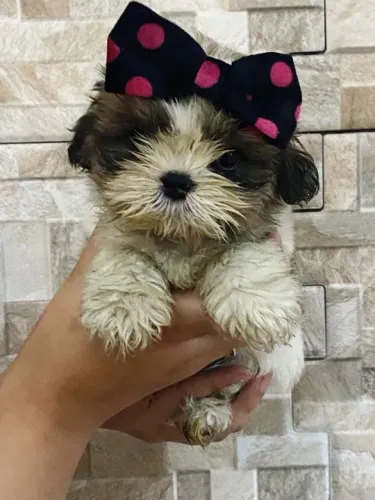 Lhasa Apso, entrega hoje, chamar no what's *