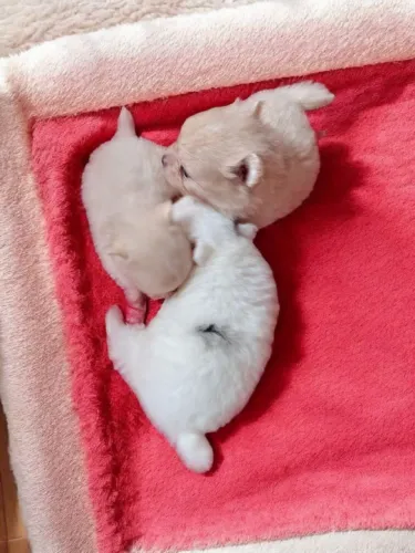 Lulu da pomerana  filhotes 