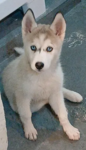 Husky Siberiano Fêmea