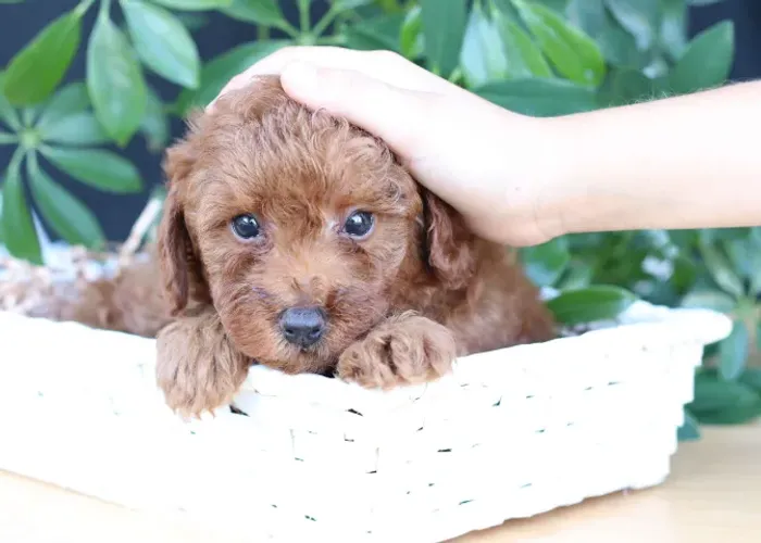 Poodle red pequeno e educado