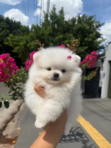 BELOS SPITZ ALEMÃO - LULU DA POMERÂNIA