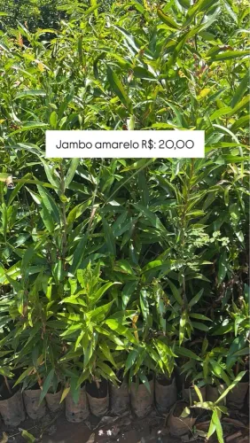 Mudas de Jambo Amarelo - R$20,00