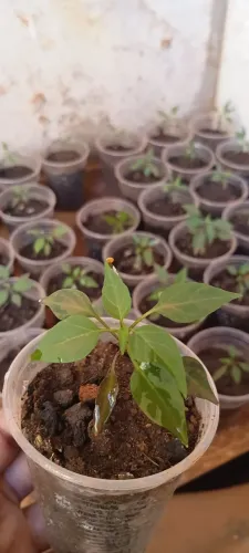 Pimenta pérola negra mudas