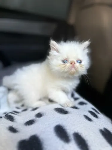 Gato persa passo cartão até 10x