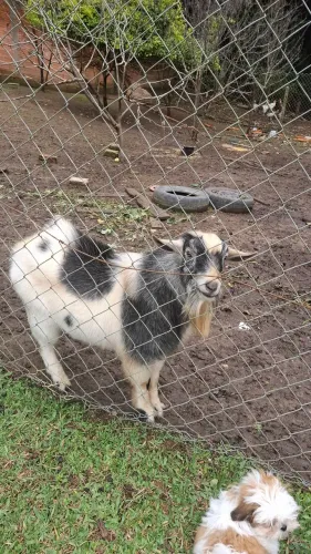 Vendo mini cabrito 