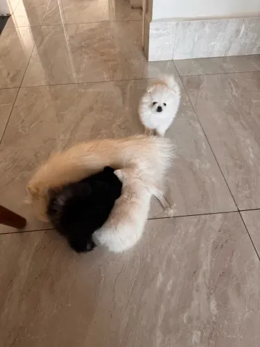 Cachorro Spitz Alemão com Pedigree