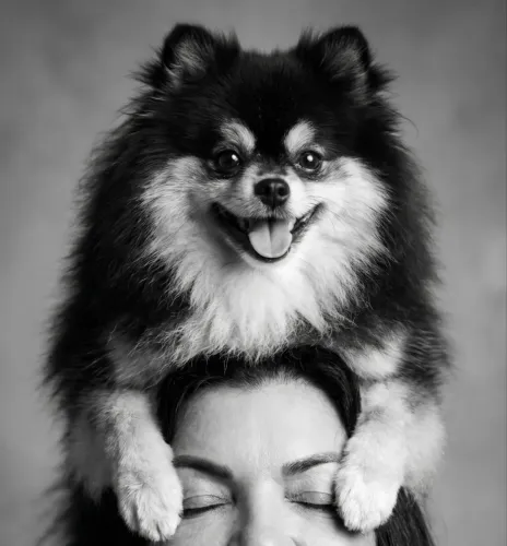 Animais