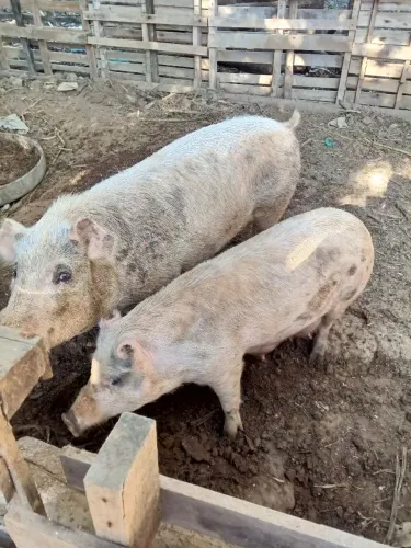 Porco e porca.