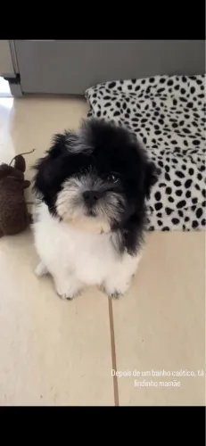 Cachorro Shitzu 