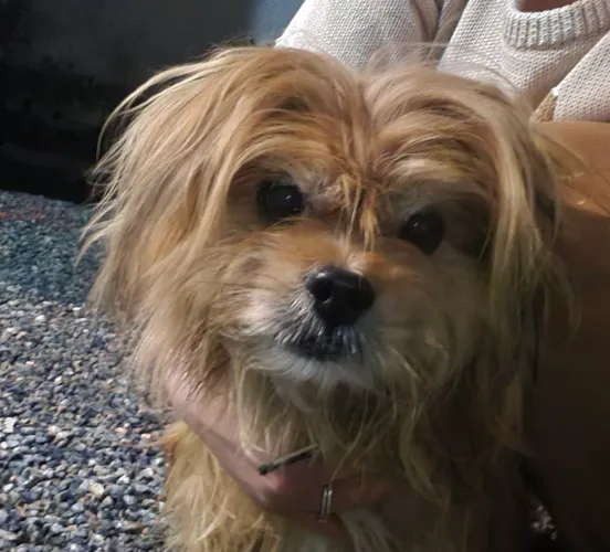 Doa-se cachorro de porto pequeno-médio, mistura de Ilhasa Apso e Yorkshire 