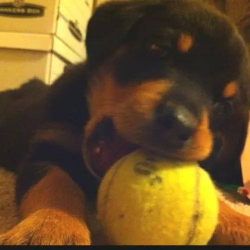 Rottweiler Filhotinho para quem procura um novo integrante