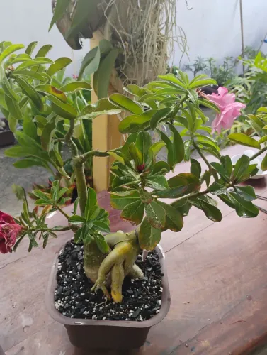 Duas rosas do desertos, abraçadas. Três flores diferentes!