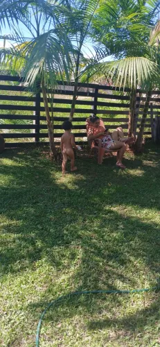 Vende-se ou troca casa localizada no Entre Rios/Caroebe. 