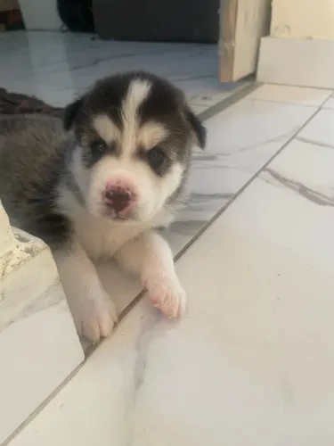 HUSKY SIBERIANO A VENDA