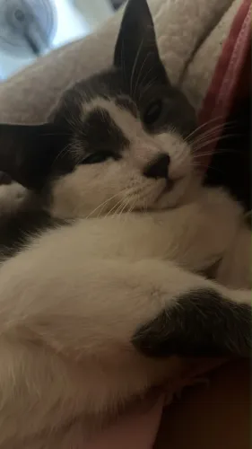 Doação de gatinho