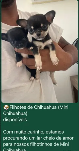 ?Mini Chihuahua