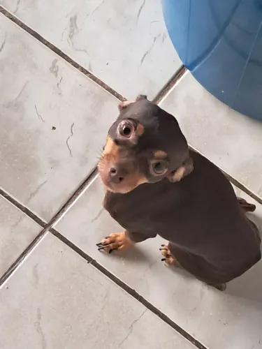 Vendo pincher
