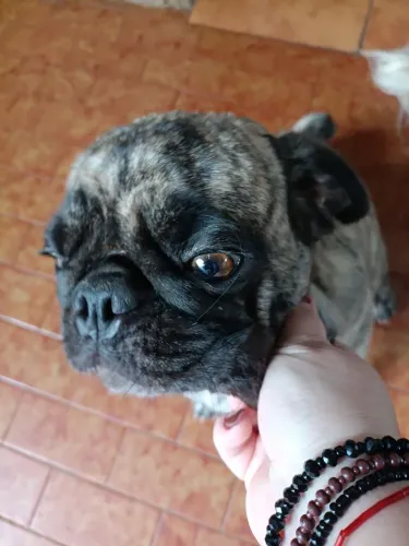 Pug tigrada femea