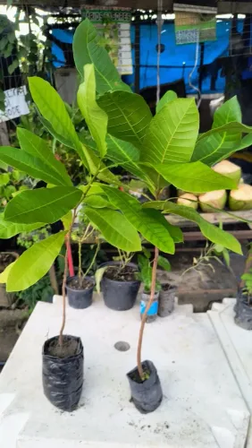 Vendo mudas de caju do graúdo já no ponto de vc plantar 