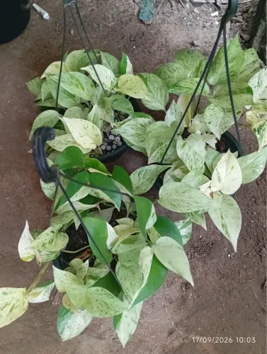 Plantas