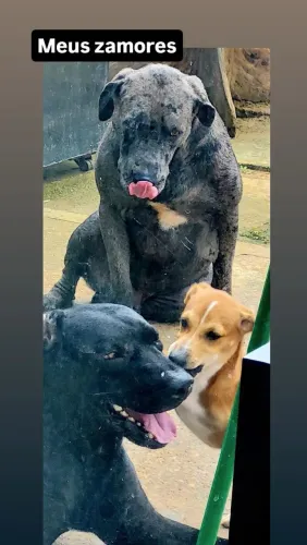 Cachorro de guarda