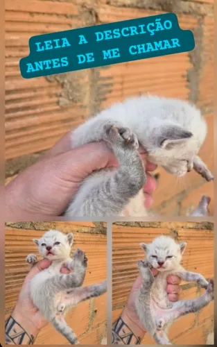 5 Gatos fêmea e machos