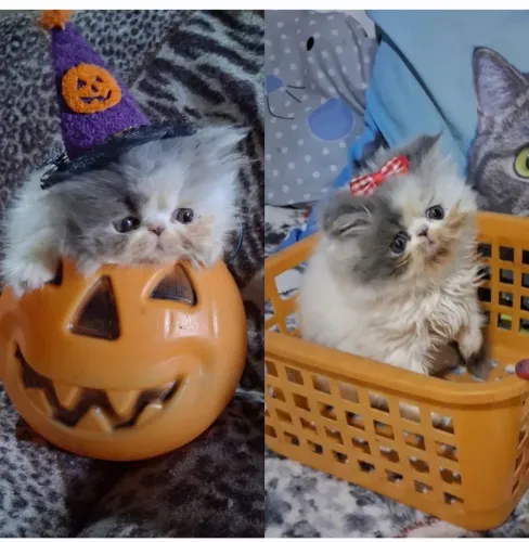 Persinha mini nariz fêmea