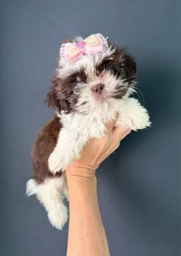 Shih tzu mini filhotinha super pequenininha chocolate