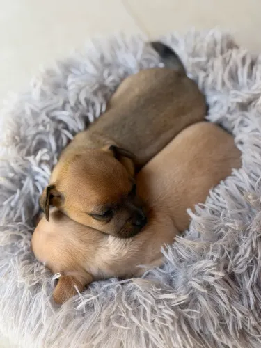FILHOTE DE PINSCHER COM CHIHUAHUA