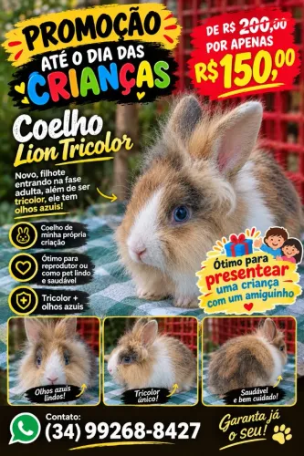 Vendo coelho EM PROMOÇÃO LEIA A Descrição