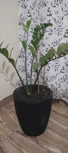 Zamioculca 