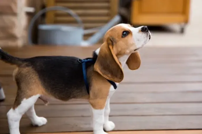 Filhote de Beagle Carinho e Alegria em Quatro Patas
