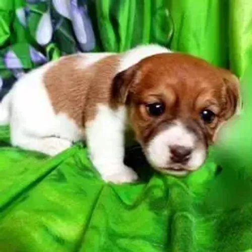 Jack Russell Terrier,Jack Russell Terrier Filhote Estrutura Perfeita Disponível