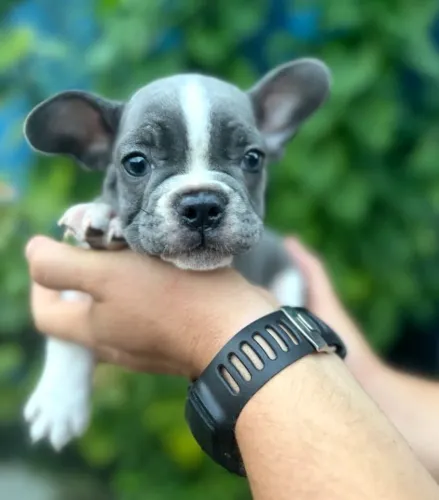 Bulldog francês BLUE PIED Macho, exótico!