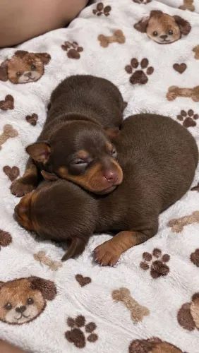 Vendo filhotes Pinscher Fêmea e Macho