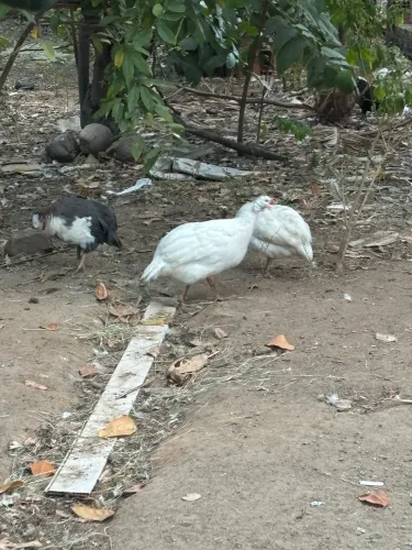 Casal de capote branco