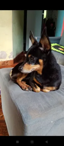 Pinscher 