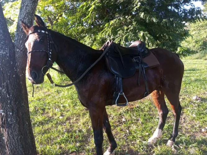 Cavalo de Marcha