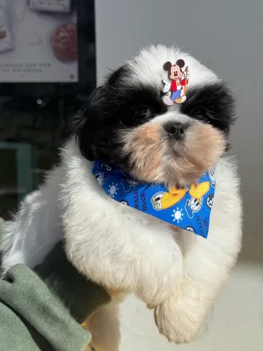 Shitzu macho