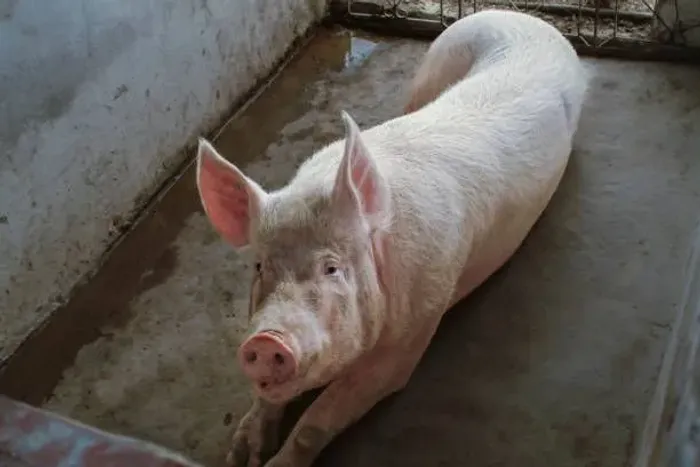 Porco inteiro vivo entrego para o Paraná inteiro