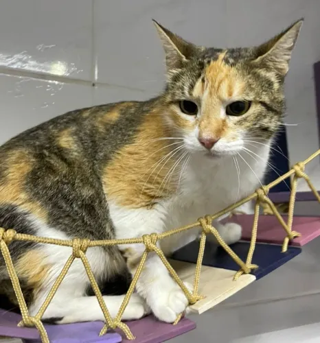 Doação de linda gatinha