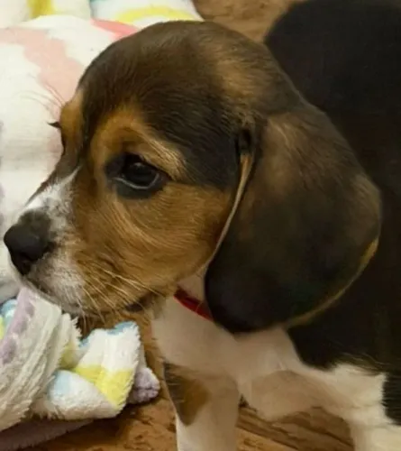 Beagle muito carinhoso