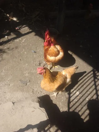 VENDE SE CASAL DE GALINHAS