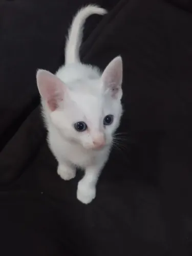 Doação de lindos gatinhos