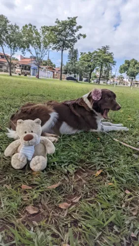 PARTICULAR Ninhada de BORDER COLLIE puros!