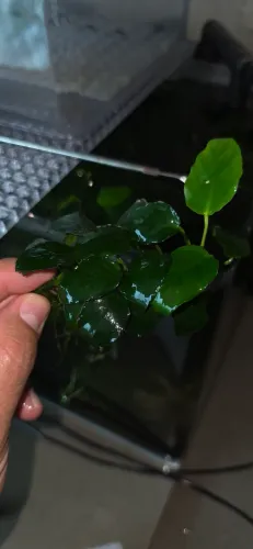 Anúbia - Planta para aquário