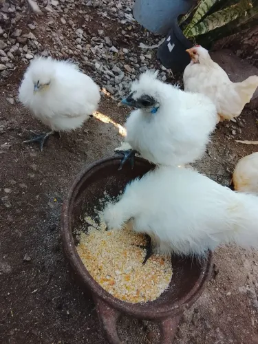 Pintinhos