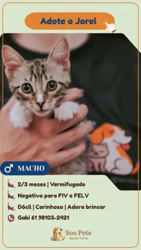 Gatinho lindo para adoção responsável