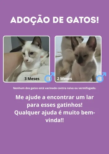 Gatos para Adoção 