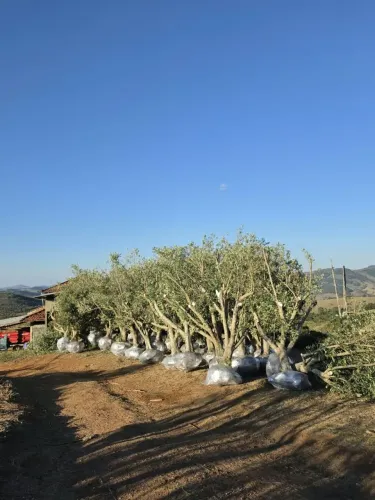 Oliveira de 40 anos